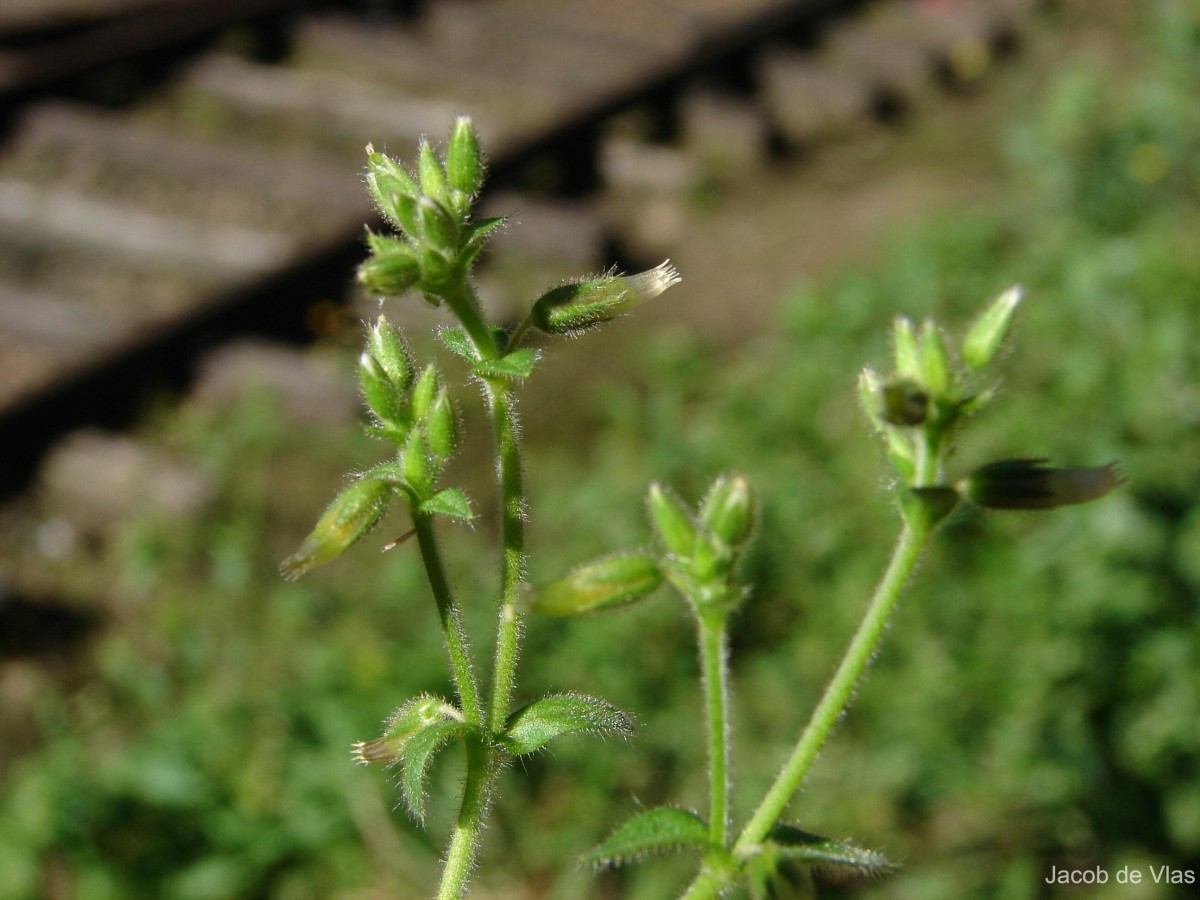 Cerastium glomeratum Thuill.